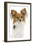 Papillon-null-Framed Photographic Print