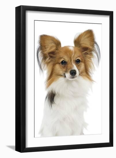 Papillon-null-Framed Photographic Print