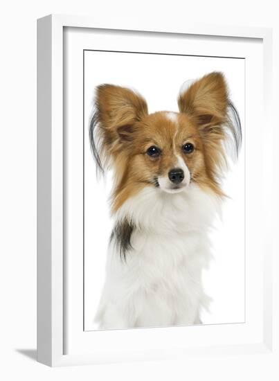 Papillon-null-Framed Photographic Print