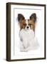 Papillon-null-Framed Photographic Print