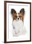 Papillon-null-Framed Photographic Print