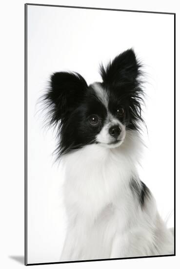 Papillon-null-Mounted Photographic Print