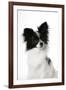 Papillon-null-Framed Photographic Print