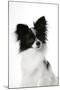Papillon-null-Mounted Photographic Print