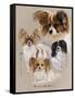 Papillon-Barbara Keith-Framed Stretched Canvas