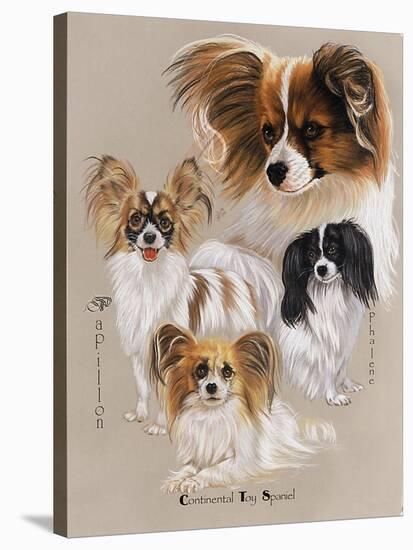 Papillon-Barbara Keith-Stretched Canvas