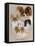 Papillon-Barbara Keith-Framed Stretched Canvas