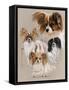 Papillon-Barbara Keith-Framed Stretched Canvas