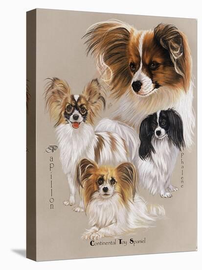 Papillon-Barbara Keith-Stretched Canvas