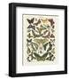 Papillons I-Adolphe Millot-Framed Art Print