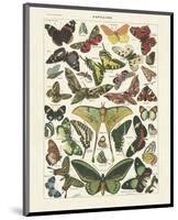 Papillons I-Adolphe Millot-Mounted Art Print