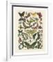 Papillons I-Adolphe Millot-Framed Art Print