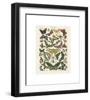 Papillons I-Adolphe Millot-Framed Giclee Print