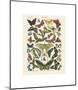 Papillons I-Adolphe Millot-Mounted Giclee Print