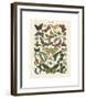 Papillons I-Adolphe Millot-Framed Giclee Print