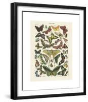 Papillons I-Adolphe Millot-Framed Giclee Print