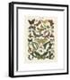 Papillons I-Adolphe Millot-Framed Giclee Print