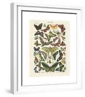 Papillons I-Adolphe Millot-Framed Giclee Print