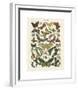 Papillons I-Adolphe Millot-Framed Giclee Print