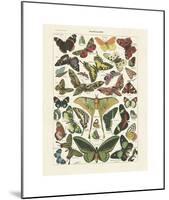 Papillons I-Adolphe Millot-Mounted Giclee Print