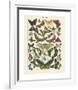 Papillons I-Adolphe Millot-Framed Giclee Print