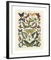 Papillons I-Adolphe Millot-Framed Giclee Print