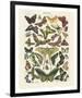 Papillons I-Adolphe Millot-Framed Giclee Print