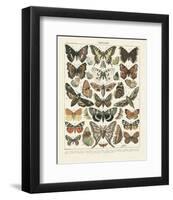 Papillons II-Adolphe Millot-Framed Art Print