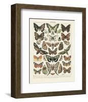 Papillons II-Adolphe Millot-Framed Art Print