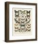 Papillons II-Adolphe Millot-Framed Art Print