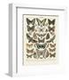 Papillons II-Adolphe Millot-Framed Art Print