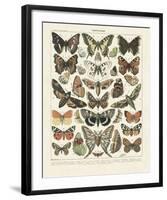 Papillons II-Adolphe Millot-Framed Art Print