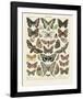 Papillons II-Adolphe Millot-Framed Art Print