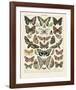 Papillons II-Adolphe Millot-Framed Art Print