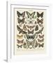 Papillons II-Adolphe Millot-Framed Art Print