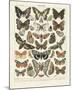 Papillons II-Adolphe Millot-Mounted Art Print