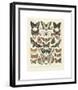 Papillons II-Adolphe Millot-Framed Giclee Print