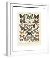 Papillons II-Adolphe Millot-Framed Giclee Print