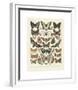 Papillons II-Adolphe Millot-Framed Giclee Print