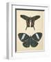 Papillons II-Wild Apple Portfolio-Framed Art Print
