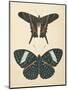 Papillons II-Wild Apple Portfolio-Mounted Art Print