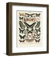 Papillons III-Adolphe Millot-Framed Art Print