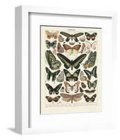 Papillons III-Adolphe Millot-Framed Art Print