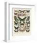 Papillons III-Adolphe Millot-Framed Art Print