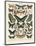Papillons III-Adolphe Millot-Mounted Art Print