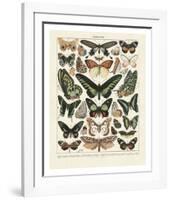 Papillons III-Adolphe Millot-Framed Art Print