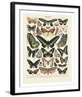 Papillons III-Adolphe Millot-Framed Art Print