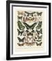 Papillons III-Adolphe Millot-Framed Art Print