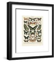 Papillons III-Adolphe Millot-Framed Giclee Print