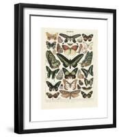 Papillons III-Adolphe Millot-Framed Giclee Print